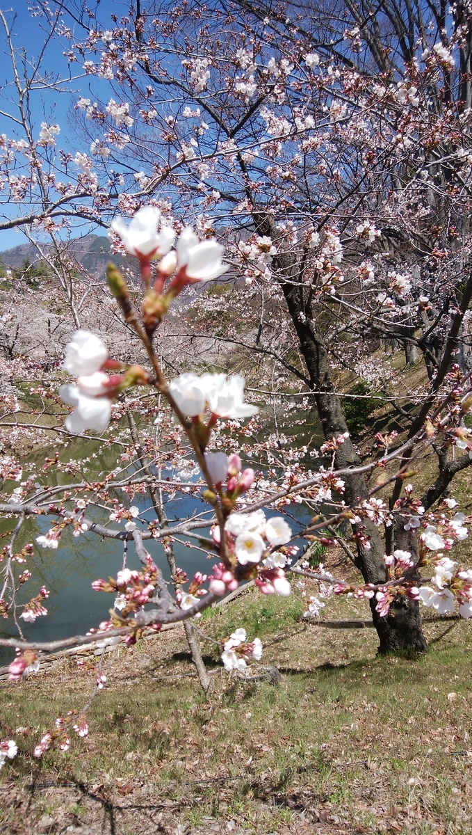 f:id:mikeusagitan:20190415125033j:plain