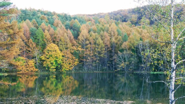 黄色、茶色、緑が混じって紅葉した木々が池の水面に映っている。