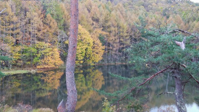 池の左側から見える紅葉した木々と水面