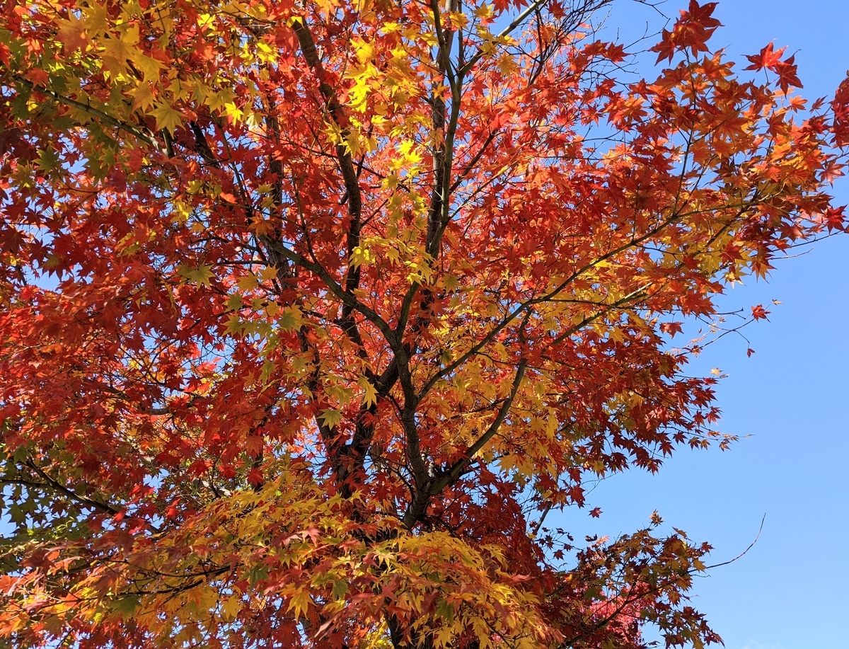 f:id:mikeusagitan:20201030145514j:plain f:id:mikeusagitan:20201030145514j:plain