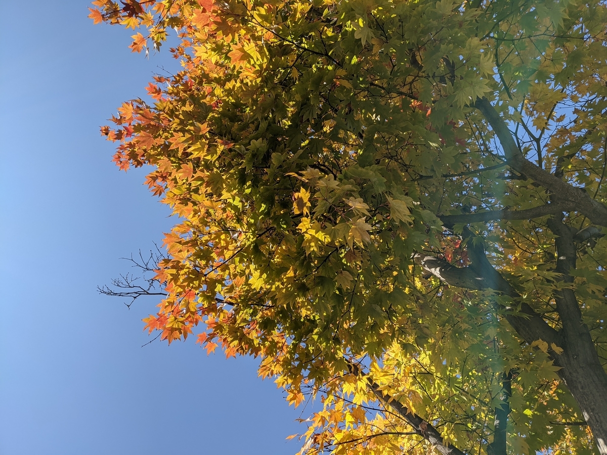 f:id:mikeusagitan:20201030145544j:plain f:id:mikeusagitan:20201030145544j:plain