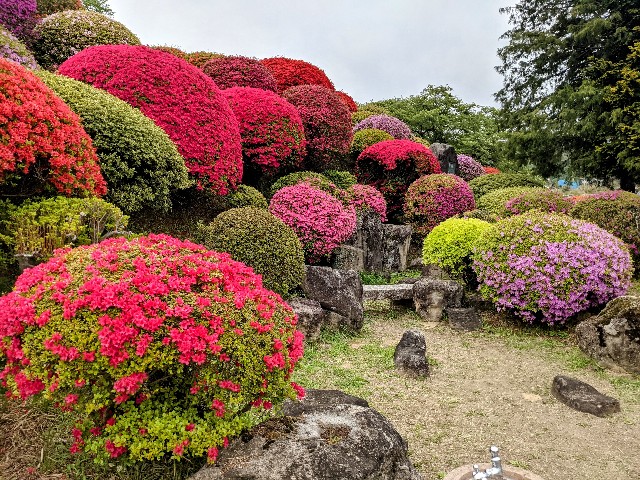 f:id:mikeusagitan:20210509105923j:image f:id:mikeusagitan:20210509105923j:image