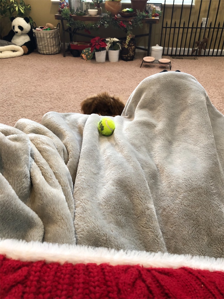 f:id:miki-from-usa:20201209040157j:image f:id:miki-from-usa:20201209040157j:image