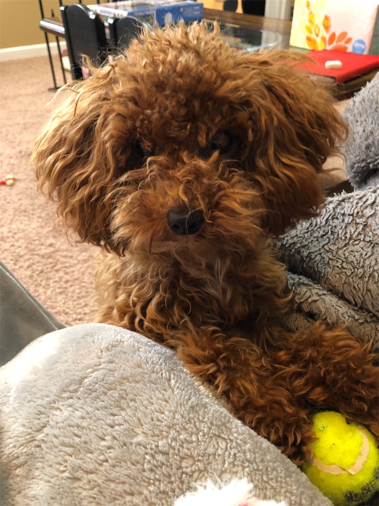 f:id:miki-from-usa:20201209040219j:image f:id:miki-from-usa:20201209040219j:image