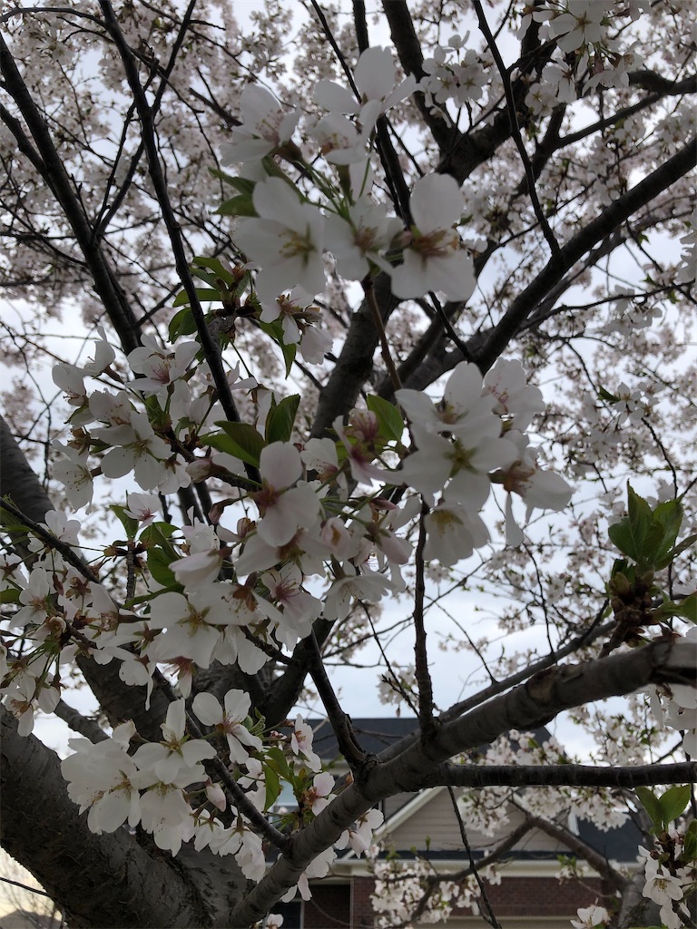 f:id:miki-from-usa:20210414190631j:image f:id:miki-from-usa:20210414190631j:image