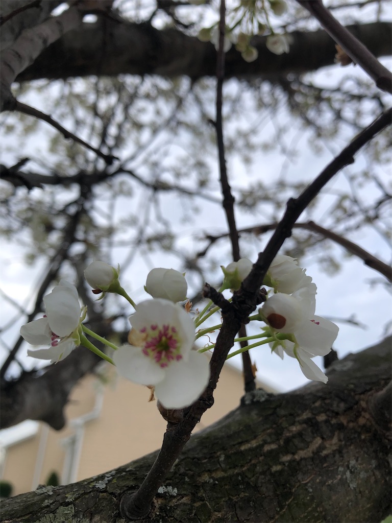 f:id:miki-from-usa:20210414190638j:image f:id:miki-from-usa:20210414190638j:image