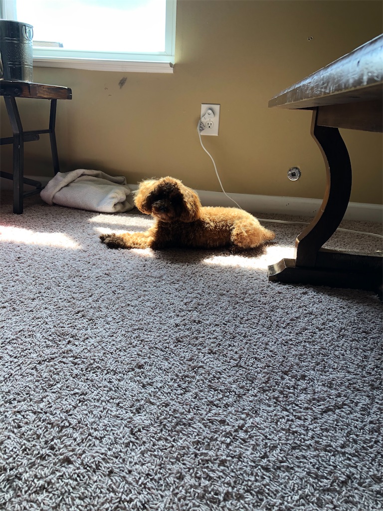 f:id:miki-from-usa:20210414190711j:image f:id:miki-from-usa:20210414190711j:image