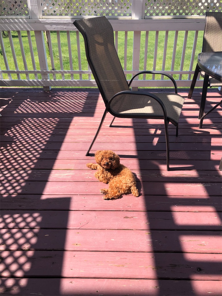 f:id:miki-from-usa:20210511192832j:image f:id:miki-from-usa:20210511192832j:image