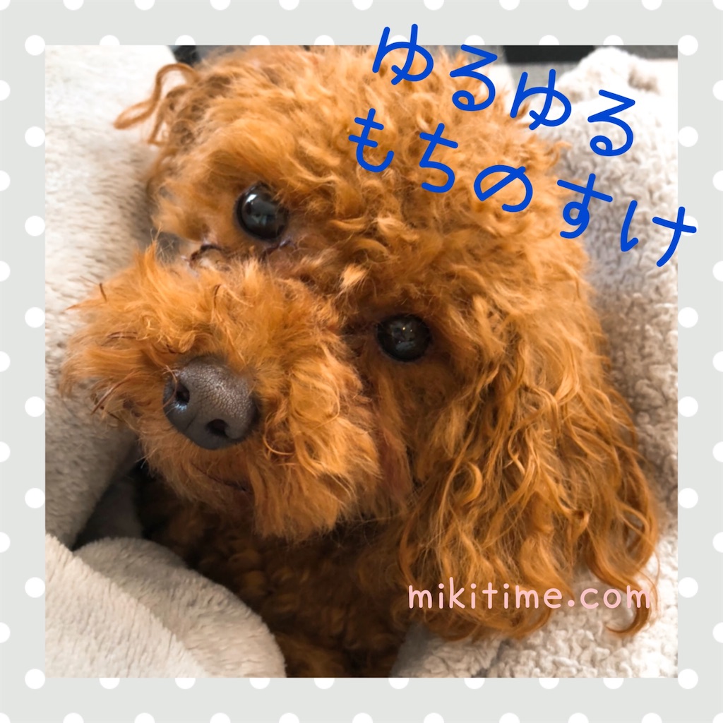 ゆるゆる犬 もちのすけ Mikitime