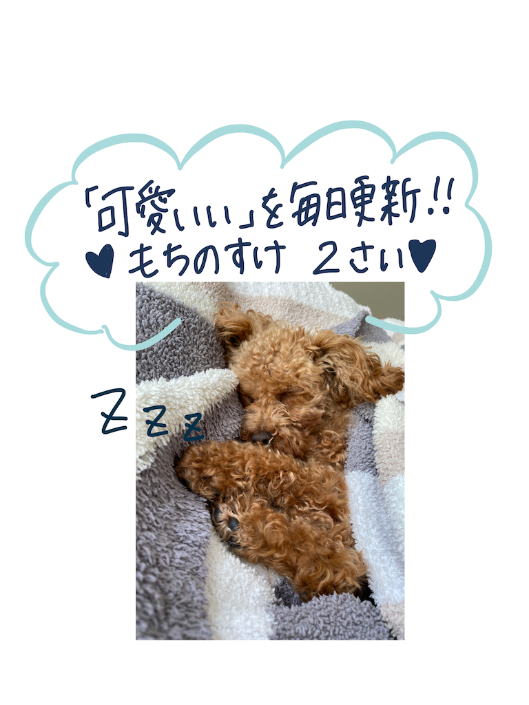 ２歳のトイプー もちのすけ 可愛さを毎日更新 Mikitime