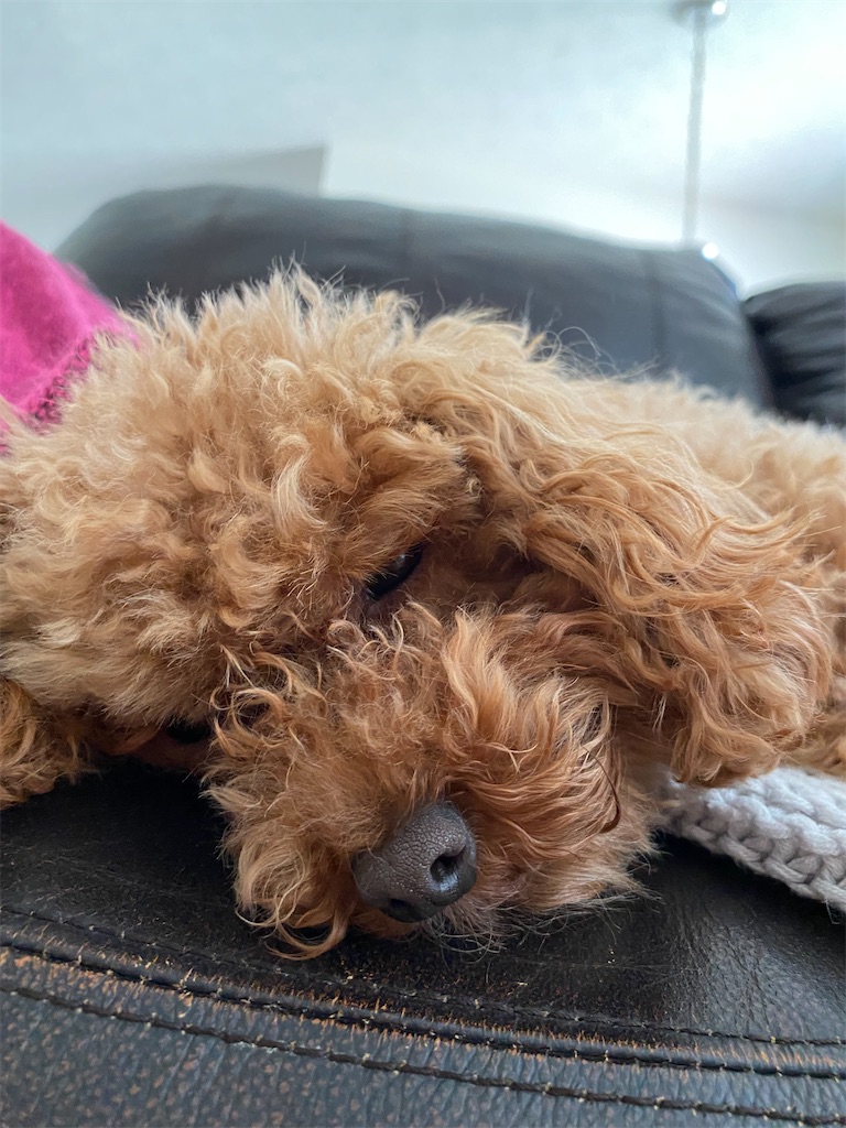 f:id:miki-from-usa:20220801002229j:image f:id:miki-from-usa:20220801002229j:image