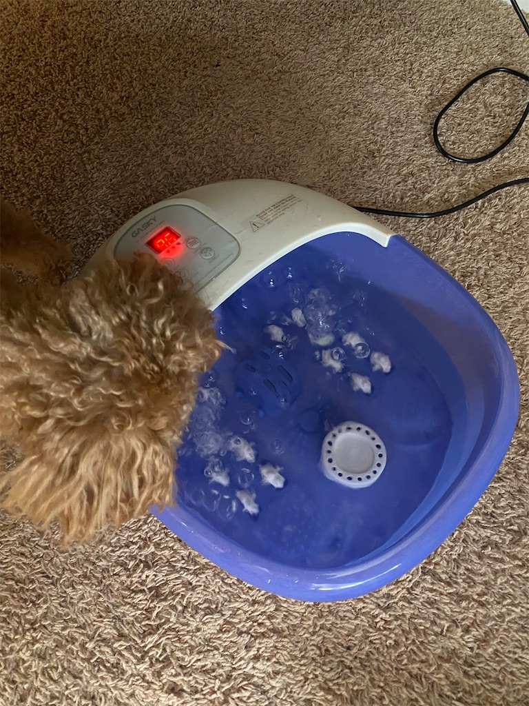 f:id:miki-from-usa:20221205051434j:image