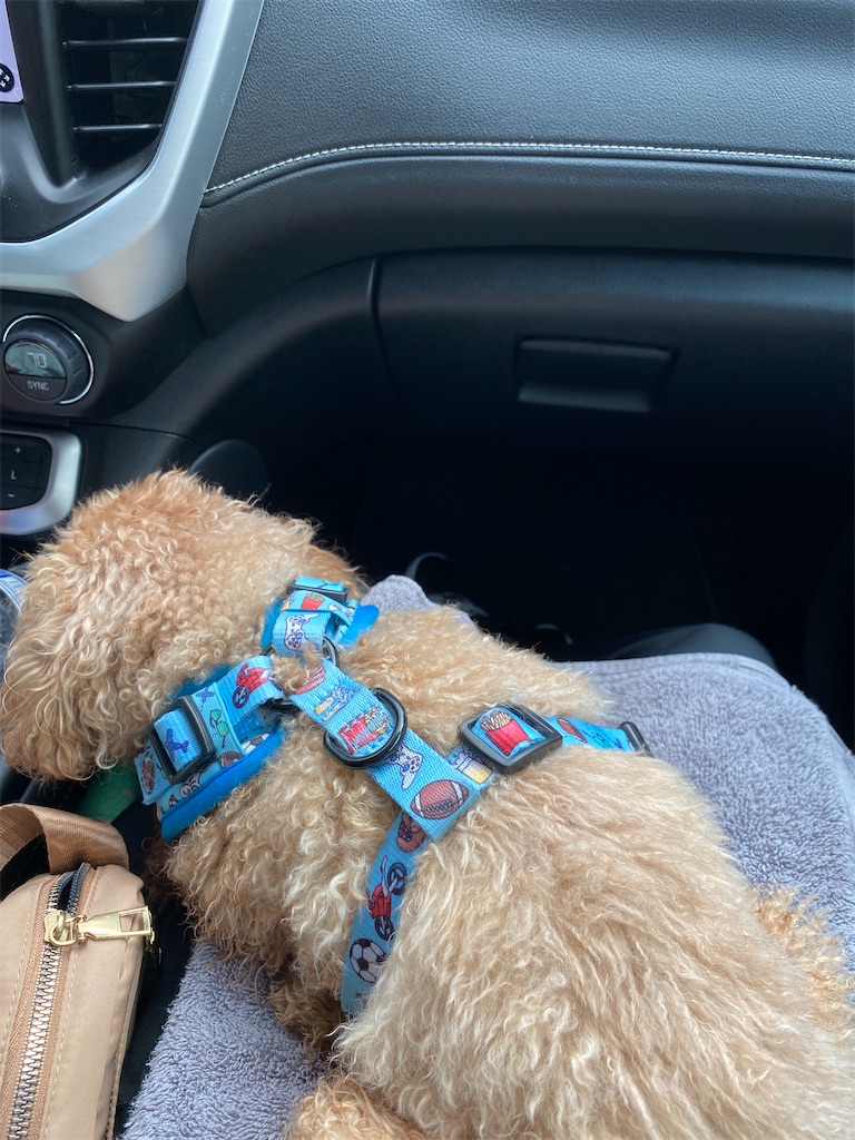 f:id:miki-from-usa:20230828045136j:image f:id:miki-from-usa:20230828045136j:image