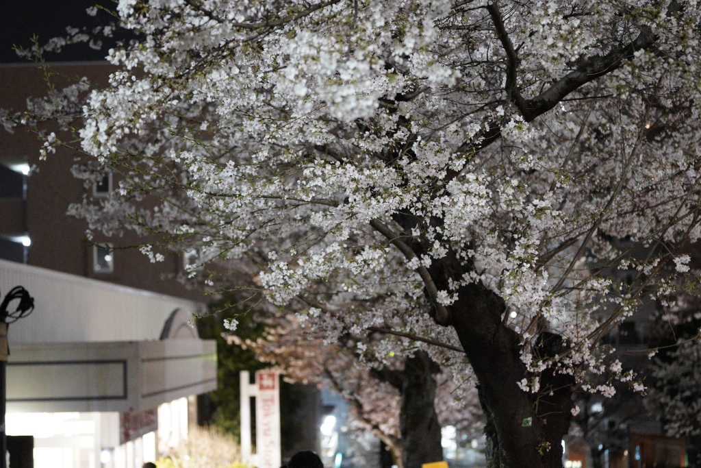 いつもの近所の夜桜さん - みきさんにっき