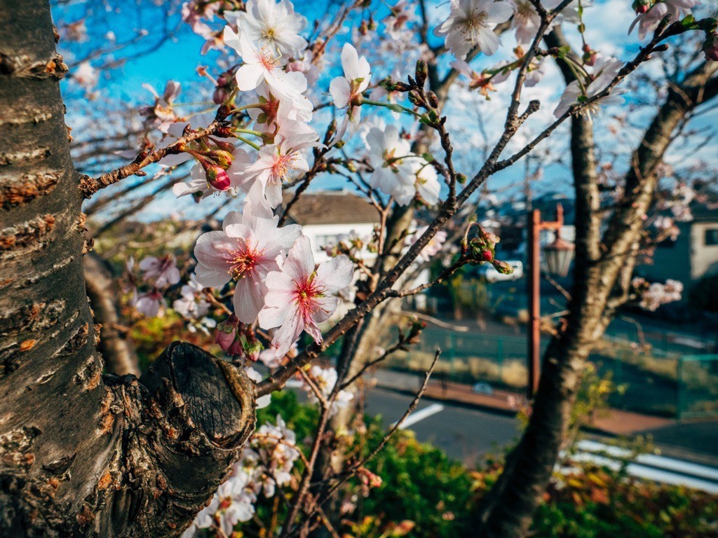 f:id:miki4427jp:20181103144936j:plain