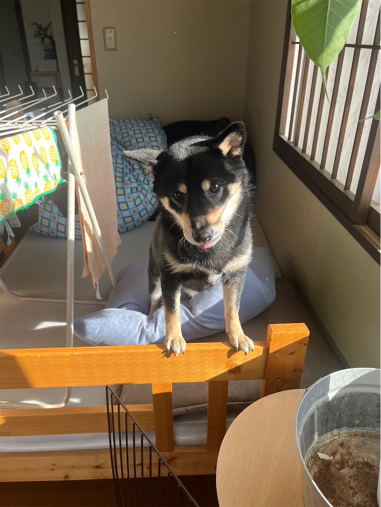 f:id:miki_t_k:20241127100041j:image f:id:miki_t_k:20241127100041j:image