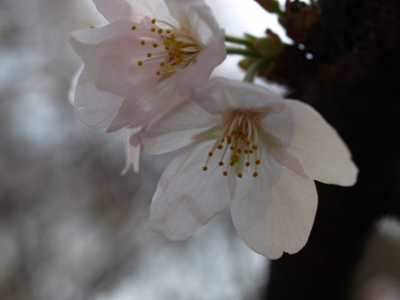 f:id:mikiayaya:20090321194701j:image f:id:mikiayaya:20090321194701j:image
