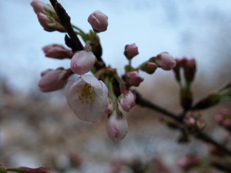 f:id:mikiayaya:20090321194703j:image f:id:mikiayaya:20090321194703j:image