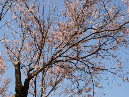 f:id:mikiayaya:20090321194704j:image f:id:mikiayaya:20090321194704j:image