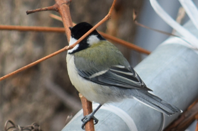 f:id:mikimiki131:20201128133811j:plain