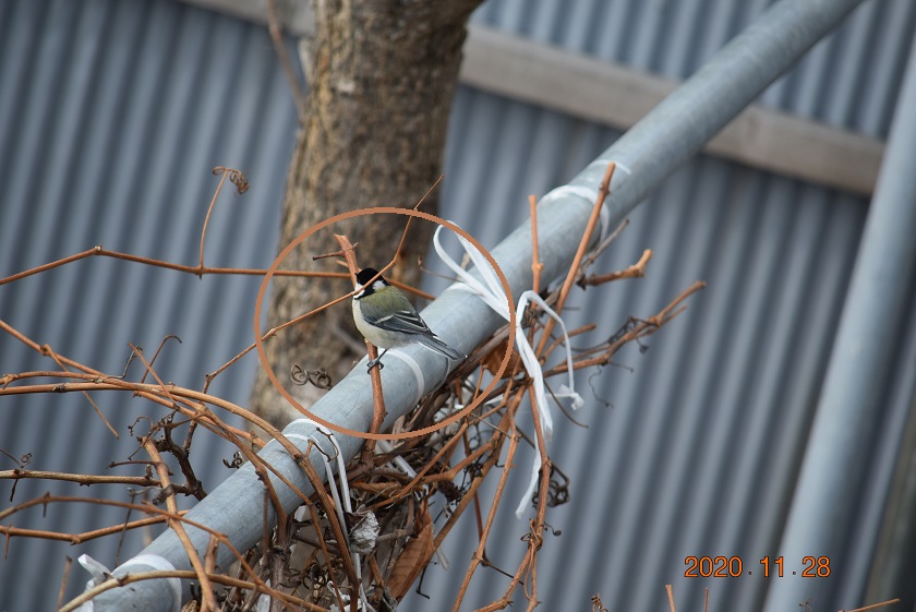 f:id:mikimiki131:20201128133901j:plain