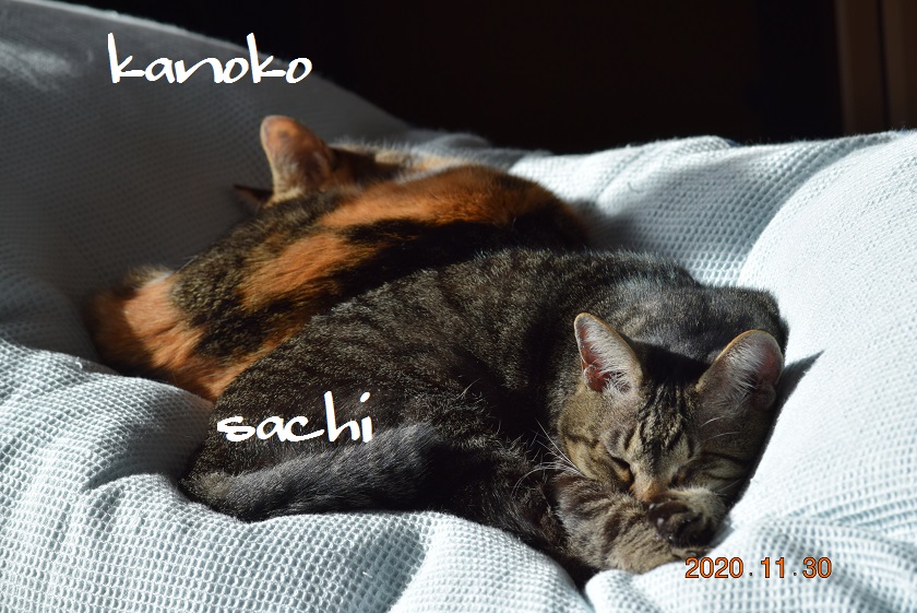 f:id:mikimiki131:20201130095547j:plain