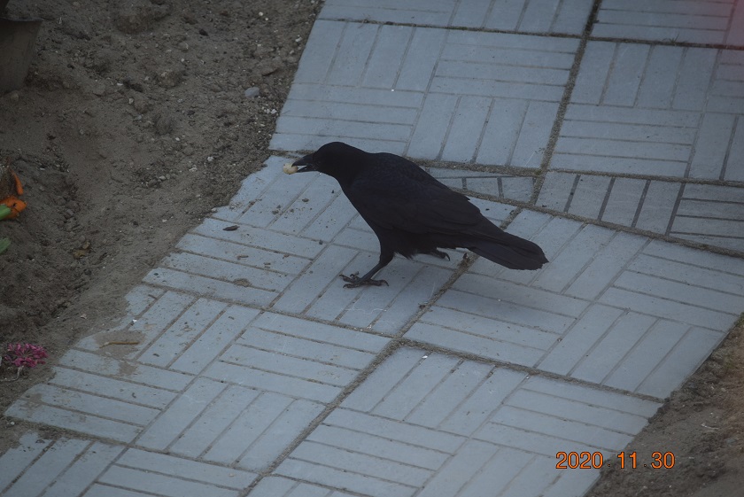 f:id:mikimiki131:20201130095645j:plain