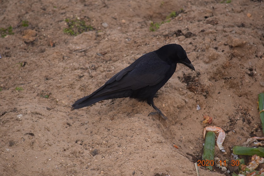 f:id:mikimiki131:20201130095657j:plain