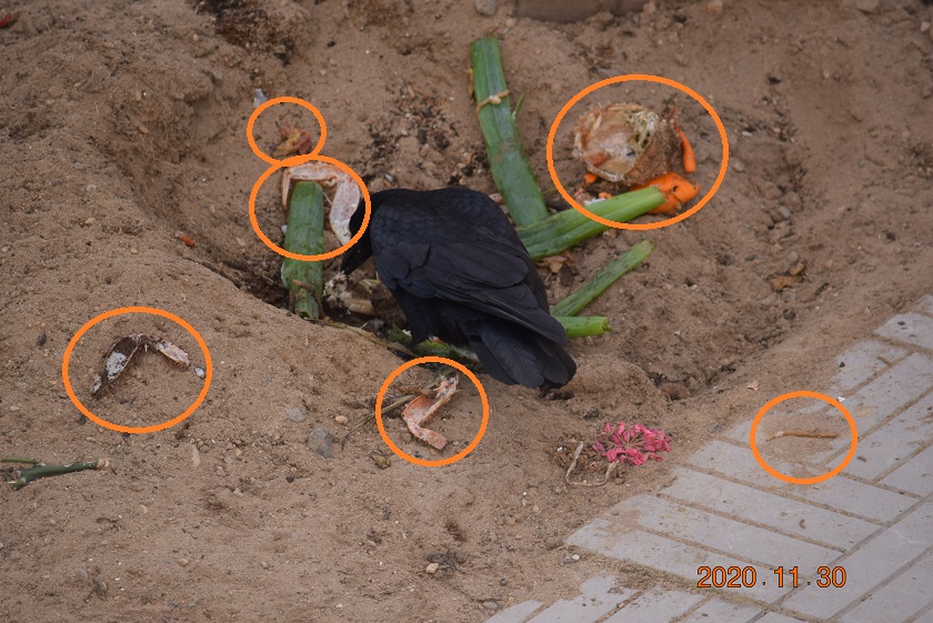 f:id:mikimiki131:20201130095707j:plain