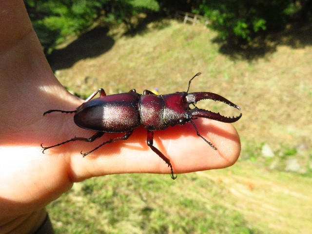 f:id:mikine1228:20180713120944j:image