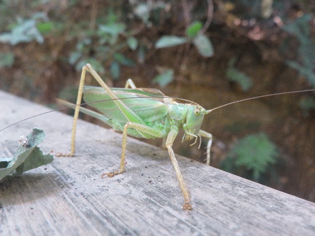 f:id:mikine1228:20180713121342j:image