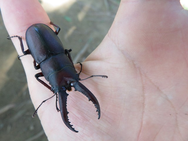 f:id:mikine1228:20180713121947j:image