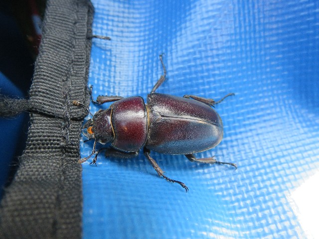 f:id:mikine1228:20180713145025j:image