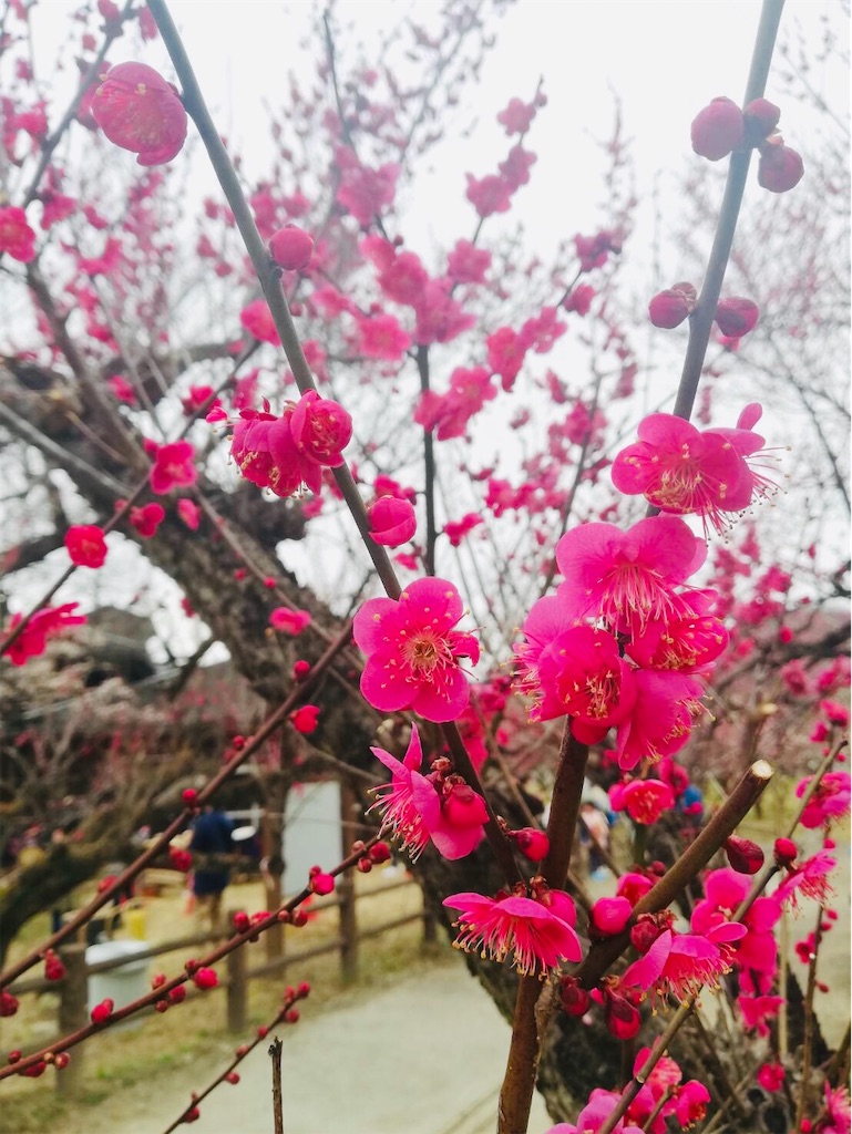 f:id:mikingstar01:20200216135755j:image f:id:mikingstar01:20200216135755j:image