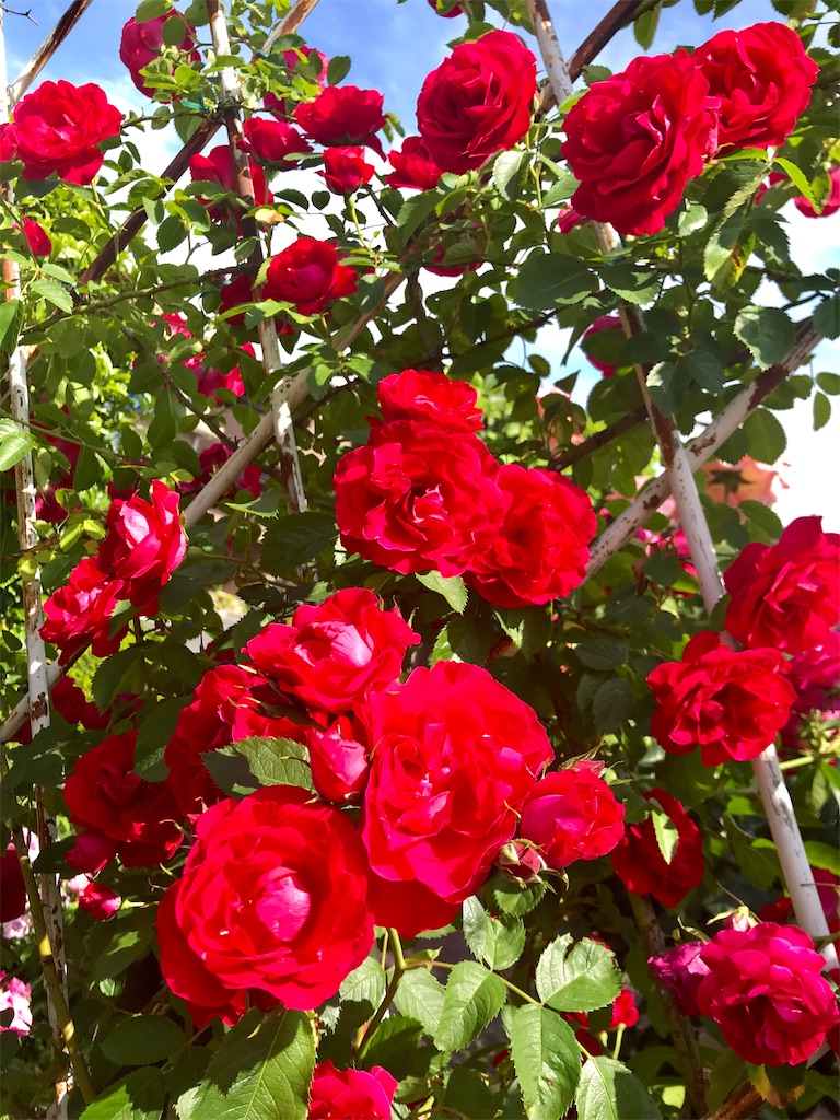 f:id:mikingstar01:20200517171957j:image f:id:mikingstar01:20200517171957j:image