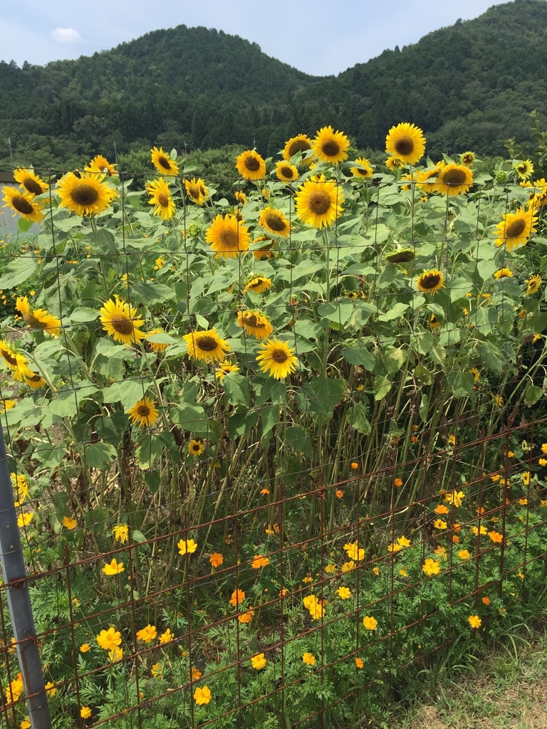 f:id:mikio05:20190228121742j:plain