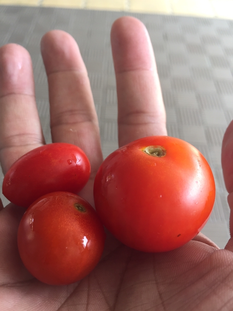 f:id:mikio05:20190228122304j:plain