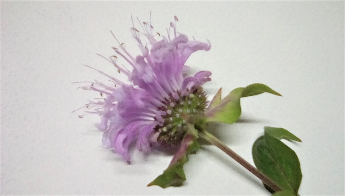 モナルダ ディディマの開花の様子とモナルダ ティー つくる 食べる 暮らす