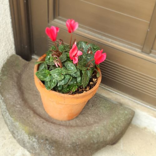 f:id:mikipan:20191207204056j:plain