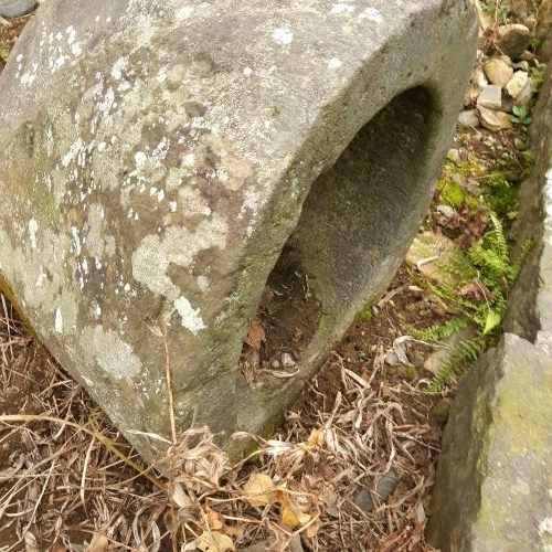 暮らしの古民具「石臼」×原種チューリップ～春のお楽しみを仕込む