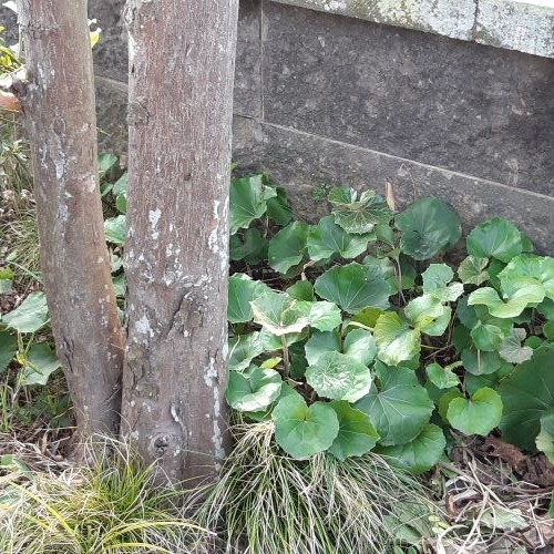 旬の庭採れツワブキできゃらぶき 肉巻き つくる 食べる 暮らす