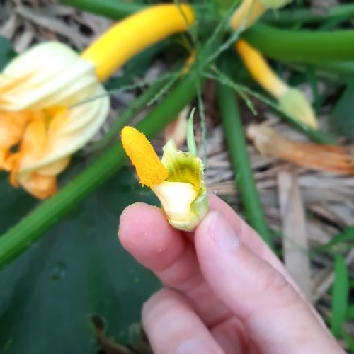 ズッキーニの受粉作業 つくる 食べる 暮らす