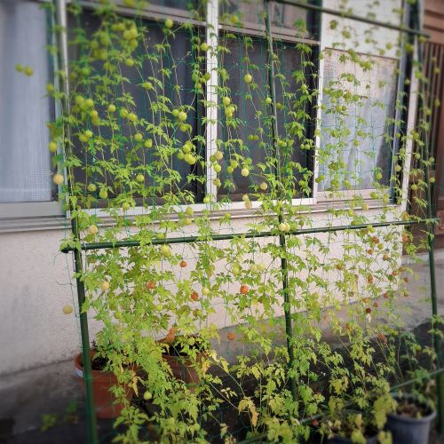 f:id:mikipan:20200811224946j:plain f:id:mikipan:20200811224946j:plain