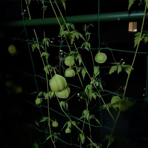 f:id:mikipan:20200811230749j:plain f:id:mikipan:20200811230749j:plain