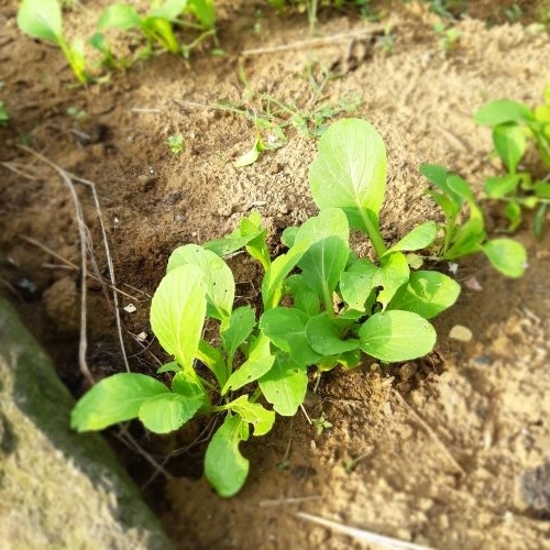 f:id:mikipan:20201121231913j:plain