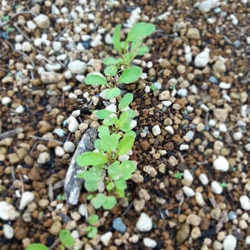 f:id:mikipan:20201121232028j:plain