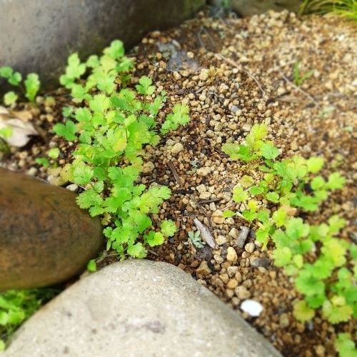 f:id:mikipan:20201121232114j:plain