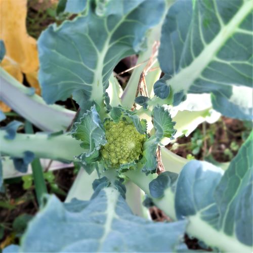 f:id:mikipan:20201121232201j:plain