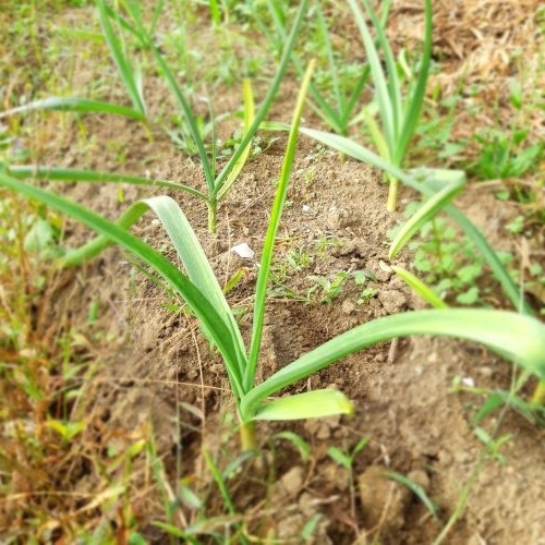 f:id:mikipan:20201121232245j:plain