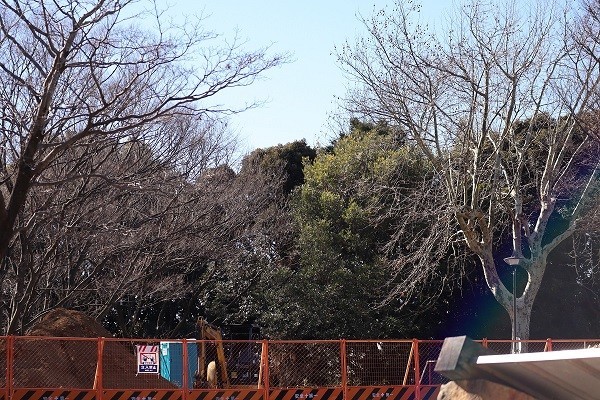 f:id:mikisakai:20220122131102j:plain